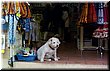 04-02-03-15 Is the dog real or not.jpg