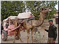 Day 2 --- 12 Riding camel carriages at Mandawa.jpg