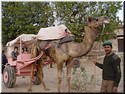01 A camel carriage.jpg