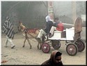 04 A donkey carriage.jpg
