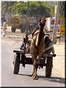 05 A camel dray.jpg