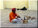 03 Playing a rattkesnake in City Palace Museum in Jaipur.jpg