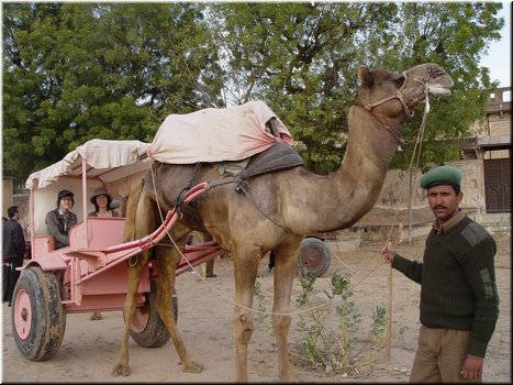 Day 2 --- 04-01 Touring Mandawa (riding a camel carriage).jpg