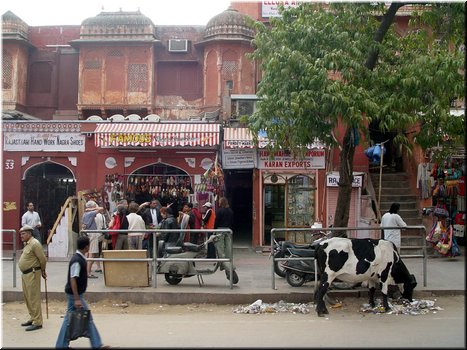 Day 4 --- 01-01 Out of Jaipur (a typical street with a cow).jpg