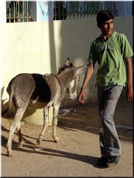Special topics --- 01-03 Indian people (a handsome boy at a donkey).jpg
