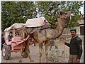 Day 2 --- 04-01 Touring Mandawa (riding a camel carriage).jpg