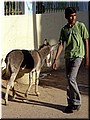 Special topics --- 01-03 Indian people (a handsome boy at a donkey).jpg