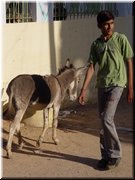 13 A handsome boy and a donkey.jpg