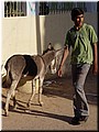13 A handsome boy and a donkey.jpg