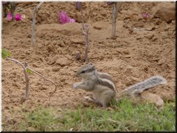 26 A cute squirrel we saw.jpg