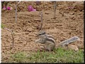 26 A cute squirrel we saw.jpg