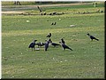 13 Pretty birds in the park.jpg