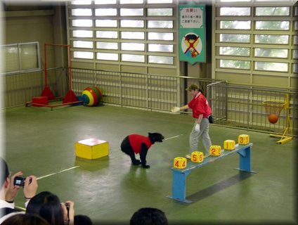 02-04-01-05 A bear show showing intelligence of recognizing numerals in Noboribetsu Bear Farm.jpg