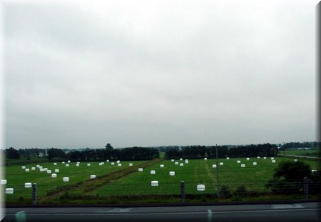 04-01-09 Bundles of forage seen on the way  to Furano.JPG