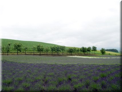 04-03-03-12 A lavender field at Takushinkan.jpg