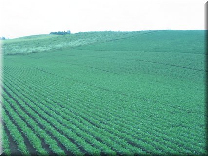 04-03-04-06 A Biei countryside scene.jpg