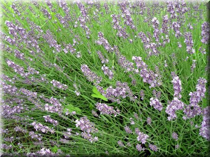04-03-04-10 Lavenders near a restaurant where we had lunch in Biei.jpg