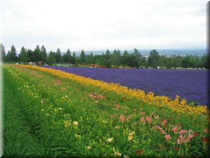 04-04-01-03 Colorful field in Tomita Farm A.jpg
