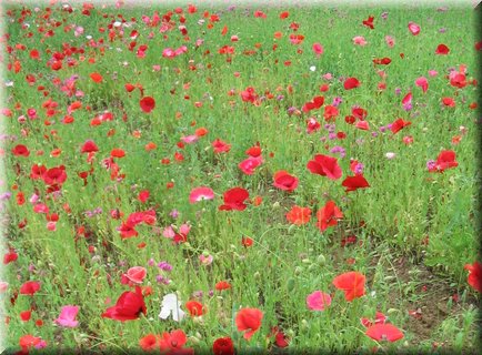 04-04-01-05 Colorful field in Tomita Farm C.jpg