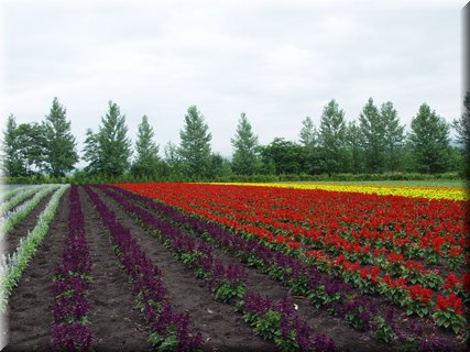 04-04-01-06 Colorful field in Tomita Farm D.jpg