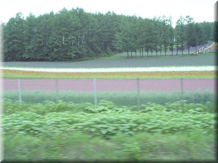 04-04-01-07 Colorful field in Tomita Farm E.jpg