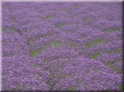 04-04-01-08 Colorful field in Tomita Farm F.jpg
