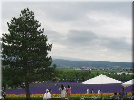 04-04-01-14 A full view of the first lavender field in Tomita Farm.jpg