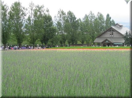 04-04-01-15 What a harmonic yard in Tomita Farm.jpg