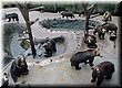 02-04-01-07 We saw many bears in Noboribetsu Bear Farm.jpg