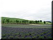 04-03-03-12 A lavender field at Takushinkan.jpg