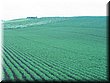 04-03-04-06 A Biei countryside scene.jpg