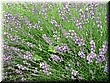 04-03-04-10 Lavenders near a restaurant where we had lunch in Biei.jpg