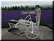 04-04-01-01 Tomita Farm in Furano.jpg