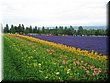 04-04-01-03 Colorful field in Tomita Farm A.jpg