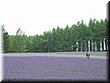 04-04-01-04 Colorful field in Tomita Farm B.jpg