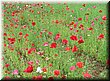04-04-01-05 Colorful field in Tomita Farm C.jpg