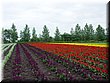 04-04-01-06 Colorful field in Tomita Farm D.jpg