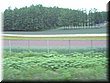 04-04-01-07 Colorful field in Tomita Farm E.jpg