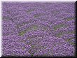04-04-01-08 Colorful field in Tomita Farm F.jpg