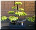 03-03F-01_A potted chrysanthemum on a wooden branch.JPG