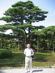 05-04-04 A famous pine tree in Kenroku-en Garden