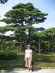05-04-05 A famous pine tree in Kenroku-en Garden