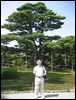 05-04-04 A famous pine tree in Kenroku-en Garden.jpg