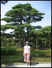 05-04-05 A famous pine tree in Kenroku-en Garden.jpg