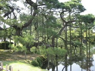 05-04-07 Large pine tree in Kenroku-en Garden