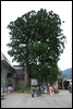 03-09-04 Wife and husband tree seen at Bijodaira.jpg