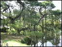 05-04-07 Large pine tree in Kenroku-en Garden.jpg