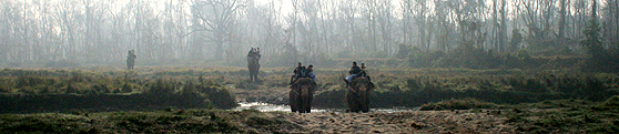 Riding elephants to explore wildness in Chitwan National Park