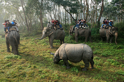 Riding elephants to explore wildness in Chitwan National Park