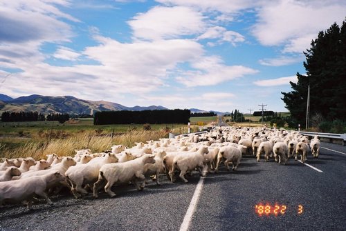 10 New Zealand 2000---Sheep seen country sides.jpg